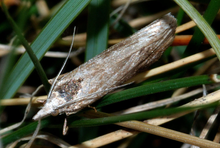 Crambidae da det. - cfr. Catoptria petrificella (Crambidae)